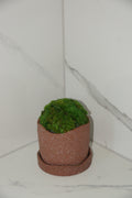 Small preserved moss pot in terracotta ceramic — Standard