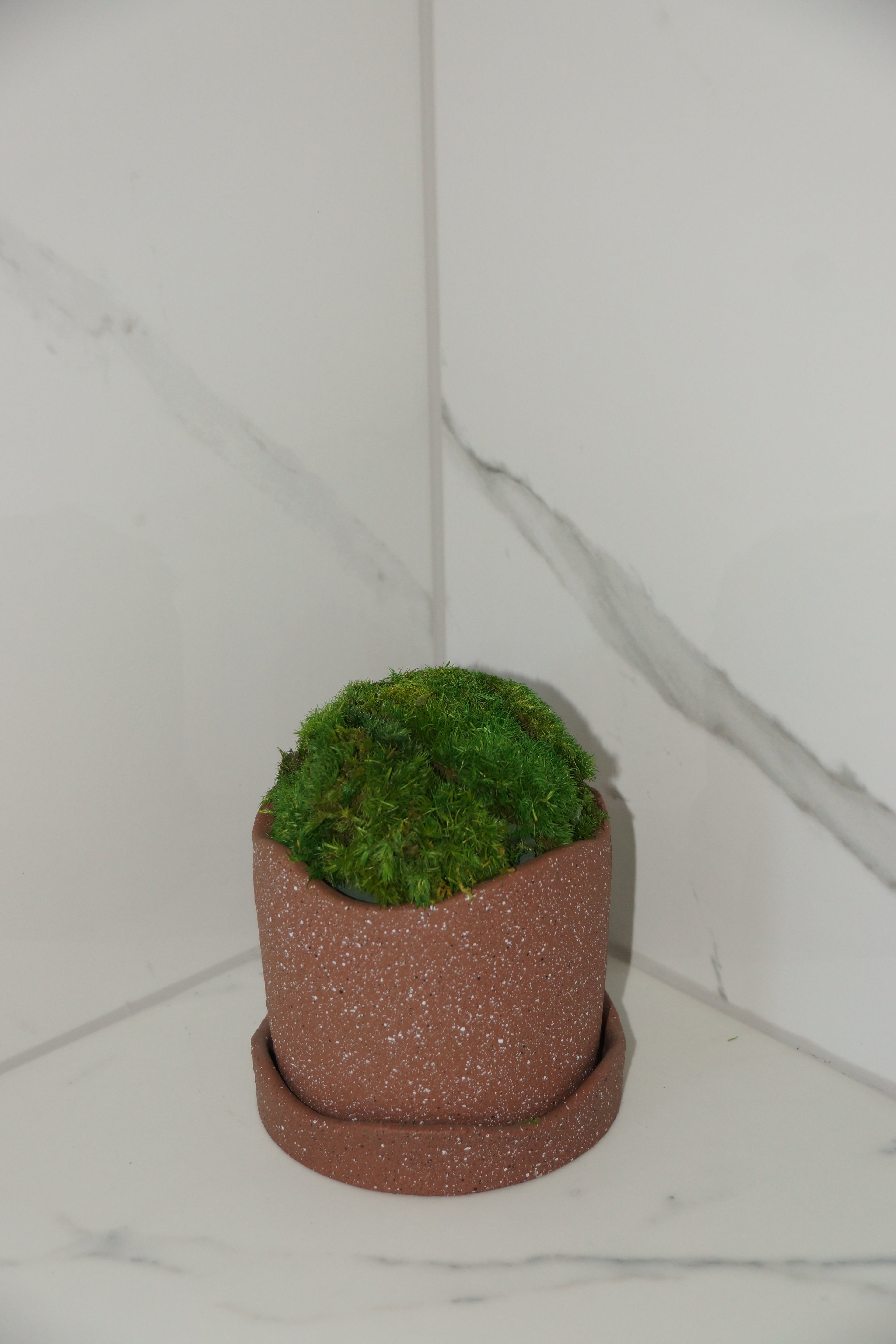 Small preserved moss pot in terracotta ceramic — Standard