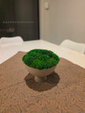 Small Pedestal Preserved Moss Centrepiece – Ceramic
